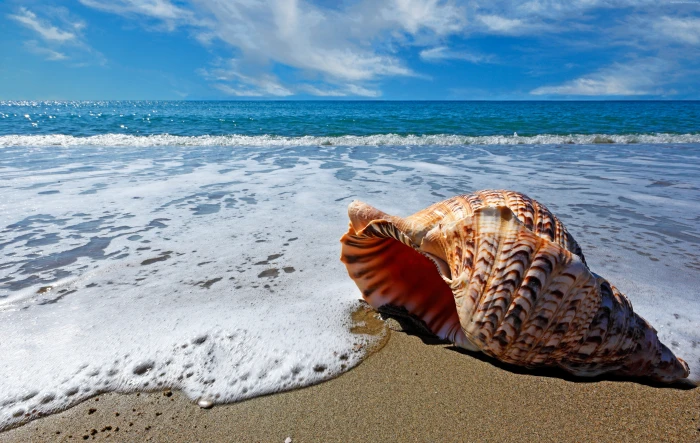 Ocean sky shell sea shore 2k 4k 5k