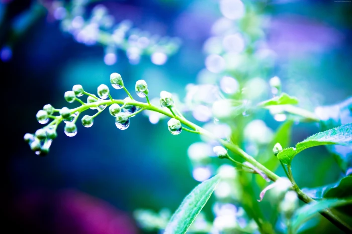 drops Rain plants water light 2k 4k 5k