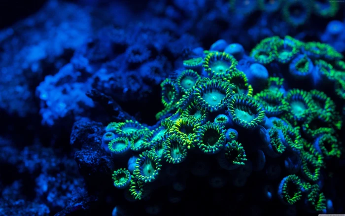 underwater zoanthids Coral 2k 4k 5k