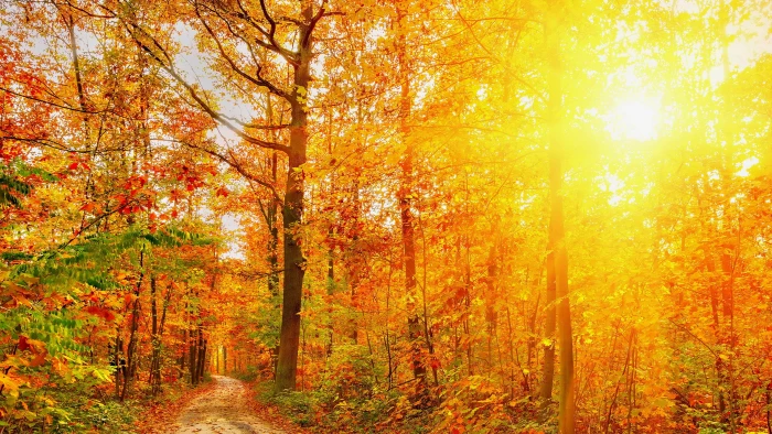 fall landscape hd tree autumn forest plant change 2k 4k 5k 8k