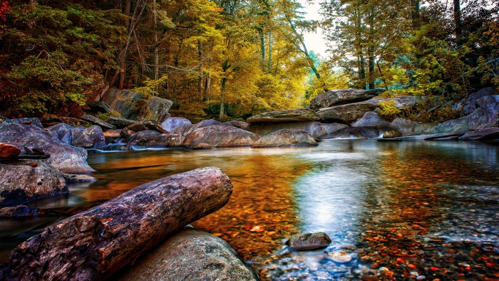 nature focus water tree beauty in forest scenics 2k 4k 5k 8k