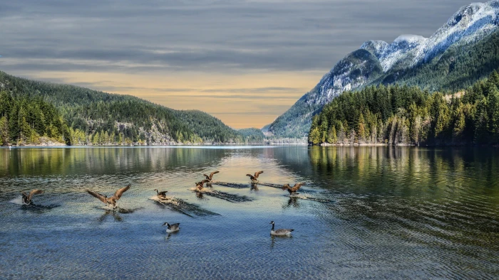 nature hd water bird beauty in group of animals 2k 4k 5k 8k