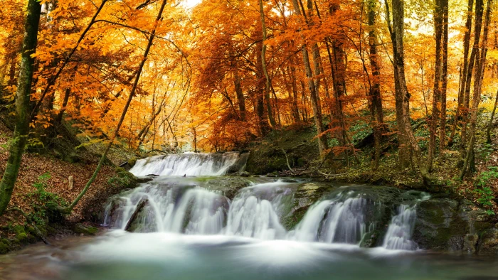 nature scene hd tree forest autumn plant scenics 2k 4k 5k 8k