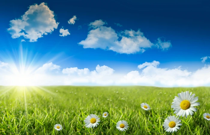 daisy flower field picture plant flowering sky 2k 4k 5k 8k