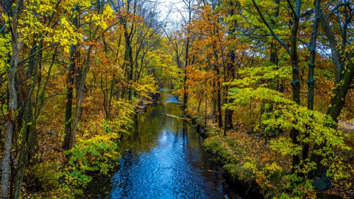 desktop background hd tree plant water autumn beauty in nature 2k 4k 5k 8k