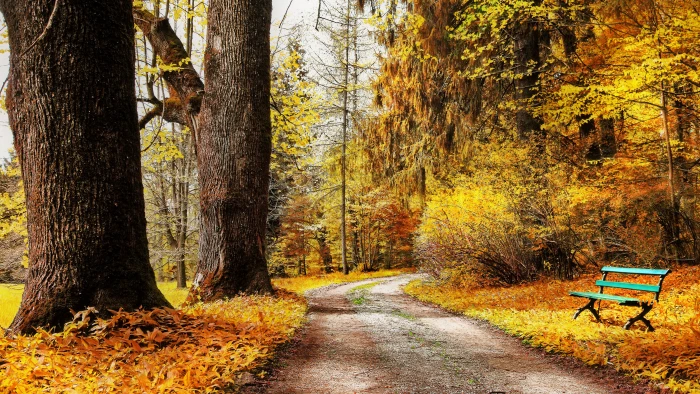 hd image tree autumn plant direction the way forward 2k 4k 5k 8k