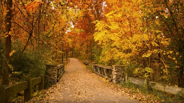 resolution way in forest autumn change tree plant direction 2k 4k 5k 8k