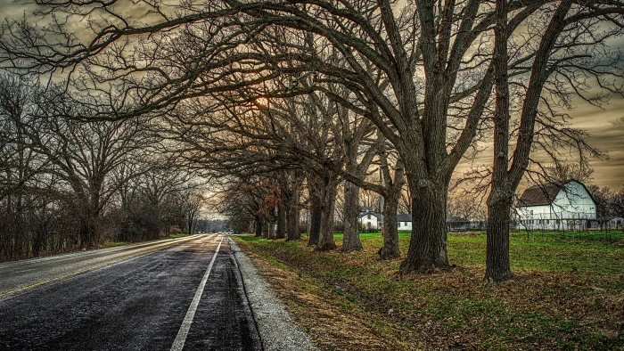 resolution the way forward direction road tree diminishing perspective 2k 4k 5k 8k