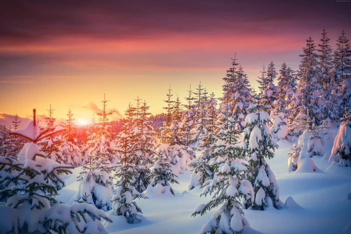 Pines snow sunset winter 2k 4k 5k