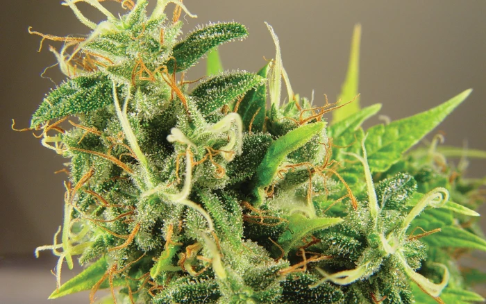 cannabis drug drugs marijuana nature plant psychedelic 2k 4k