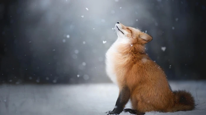 px animals Fox landscape Sports Football HD Art 2k