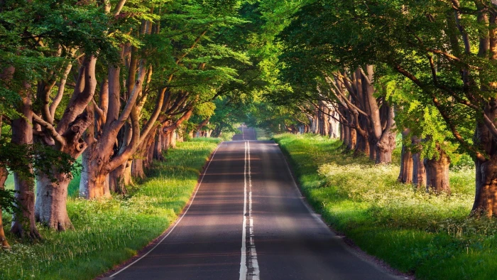 px grass road Trees Nature Deserts HD Art 2k