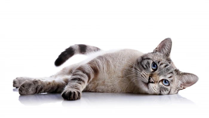 cute animals cat 2k 4k 5k 8k