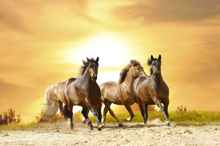 cute animals horses 2k 4k 5k