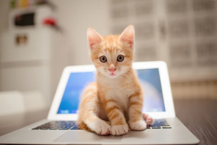 cute cat kitten 2k 4k 5k