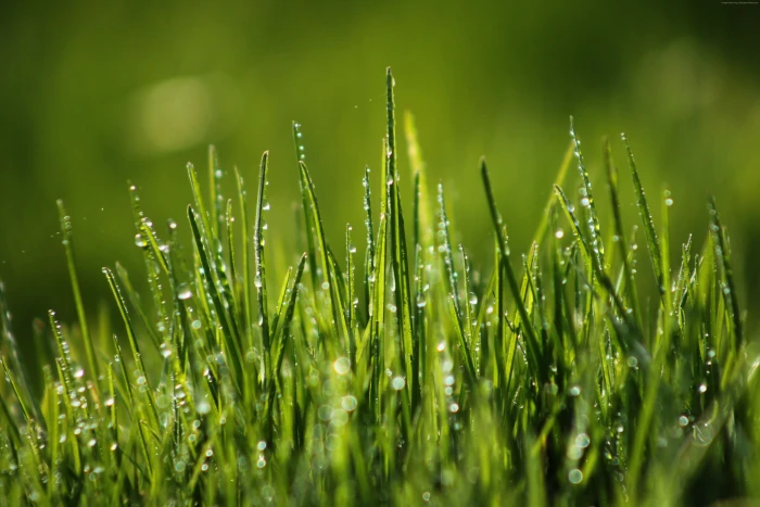 field dew Green grass 2k 4k 5k