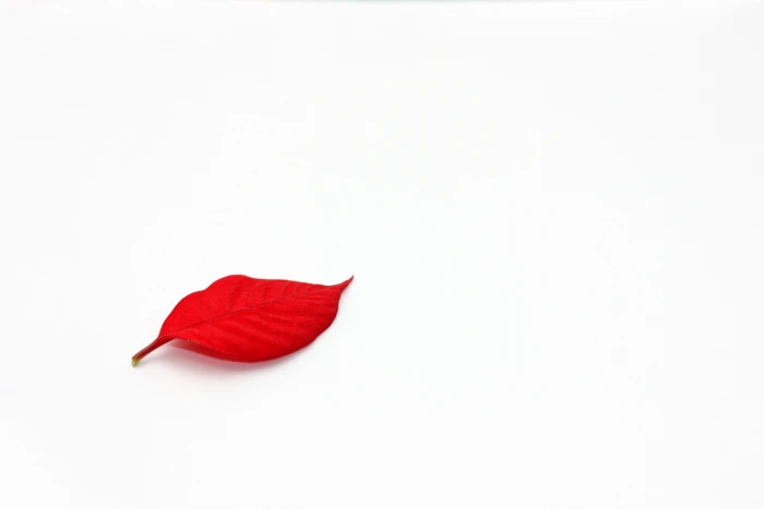 leaves red white background minimalism simple 2k