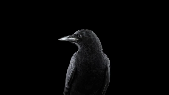 black bird photography animals birds raven simple background 2k
