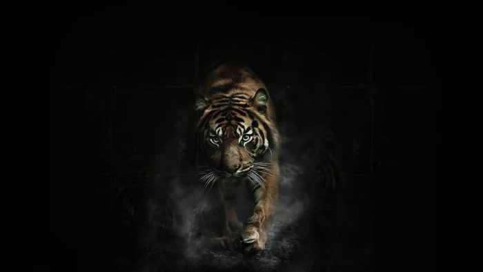 adult brown tiger animals dark artwork animal themes one 2k