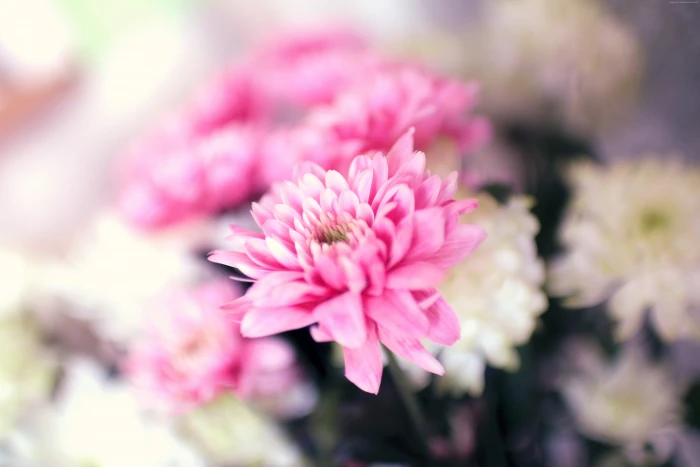 pink blossom petals Flowers 2k 4k 5k