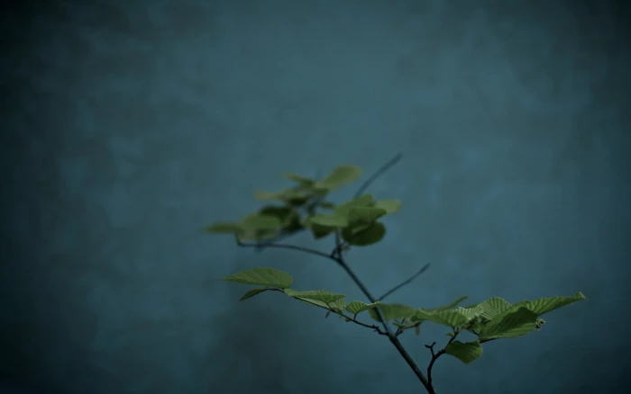 green leafed plant nature teal leaves plants Color 2k