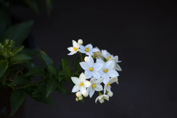 white flower in selective focus photography plant flowers 2k
