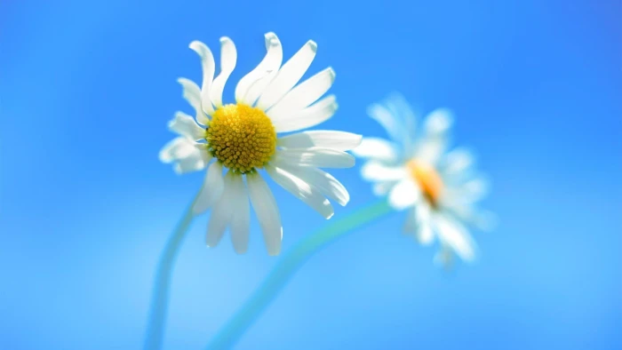 windows 7 blue sky flower theme daisy beautiful 2k
