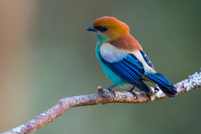 yellow and blue bird Tangara preciosa Chestnut backed Tanager