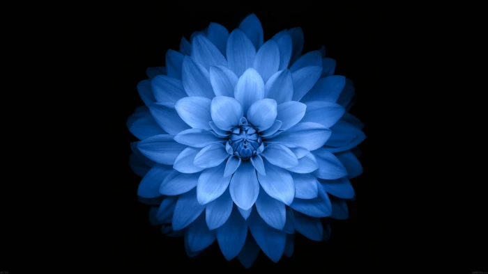blue flower flowers black simple background nature 2k