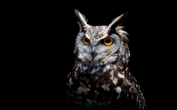 brown and white owl orange eyes birds black background animals 2k