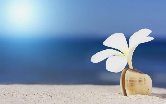 Flower White Shell Sand Beach 2k