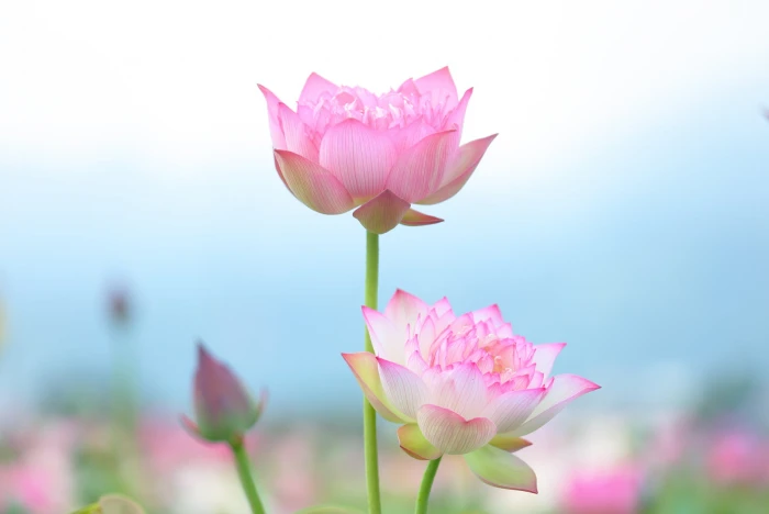 focus photography of pink and white petaled flowers lotus 2k