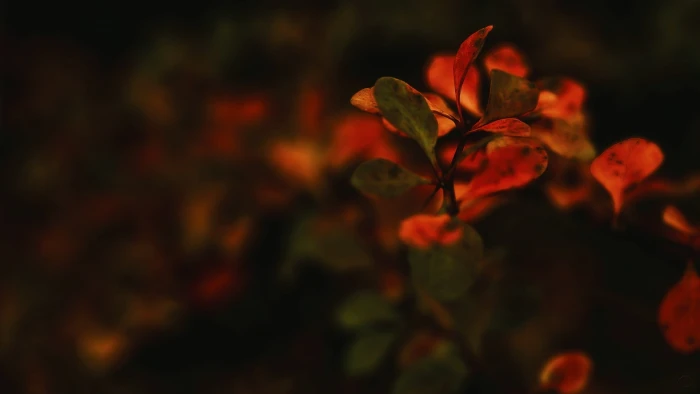 green leaf plant flowers macro nature plants beauty in 2k