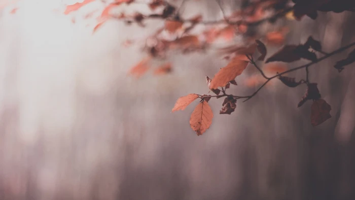green leafed tree digital wallpaper macro photography of orange leaf 2k