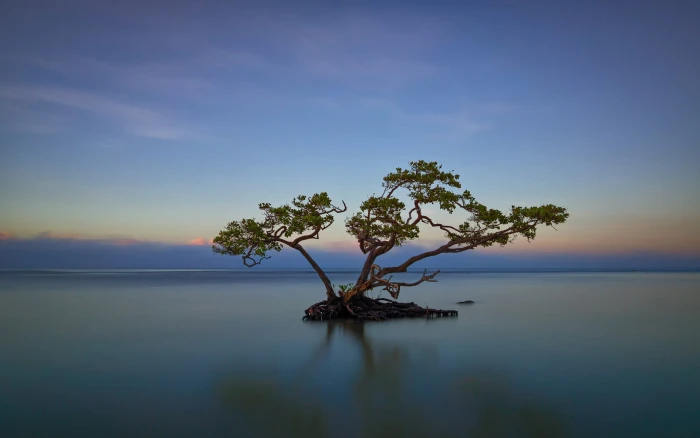 green leafed tree nature landscape trees water island horizon 2k