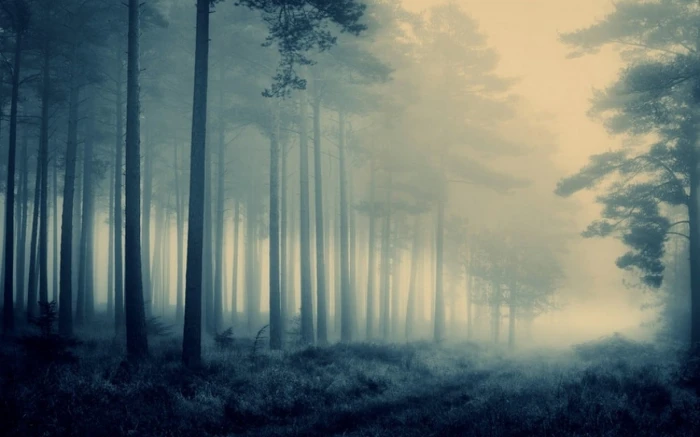 green leafed trees nature landscape path forest shrubs grass