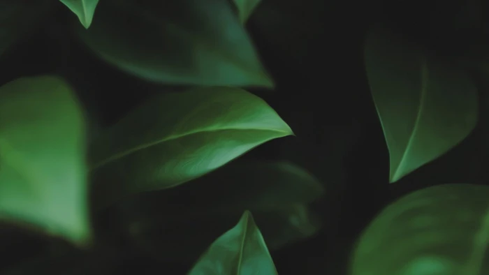 green leaves in closeup photography landscape 2k