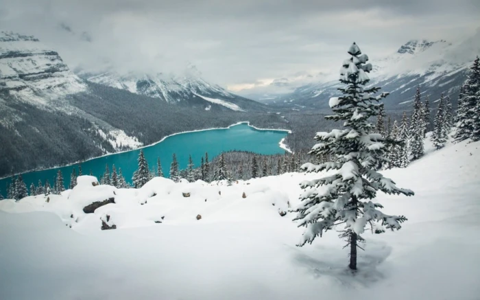 green pine tree landscape nature winter lake snow mountains