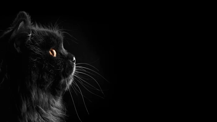 long furred black cat cats dark selective coloring background 2k