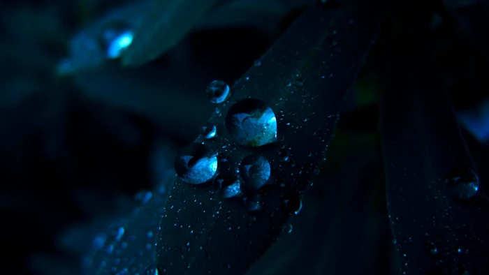 nature black widow light digital spider art drop 2k