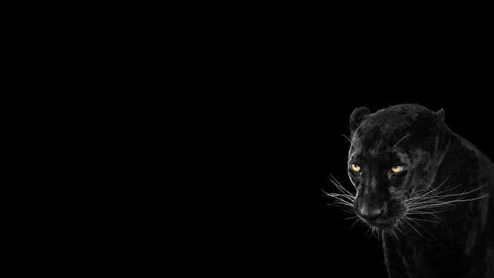 Panther Black Background Cool Animal 2k