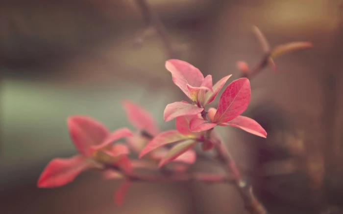 pink leaf plant macro photography nature plants flowers 2k