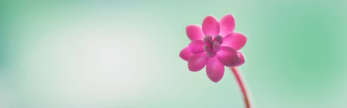 pink petaled flower flowers multiple display nature 2k 4k