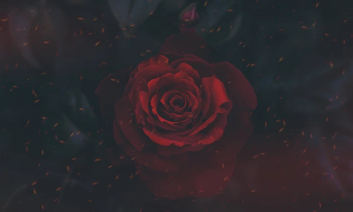red rose wallpaper nature digital art artwork flowers 2k