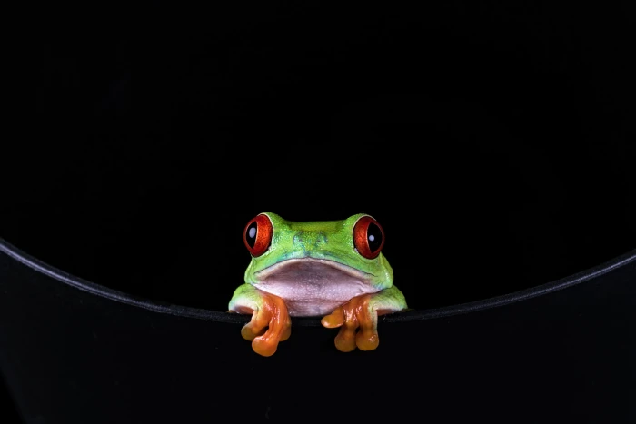 red eye tree frog amphibian Red eyed Tree Frog Agalychnis callidryas 2k