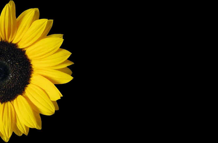 sunflower yellow black background copy space nature bright 2k