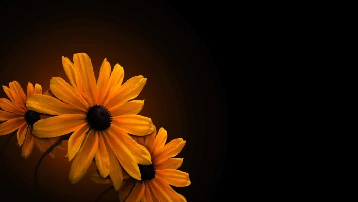sunflower yellow daisy orange petal plant spring bright 2k