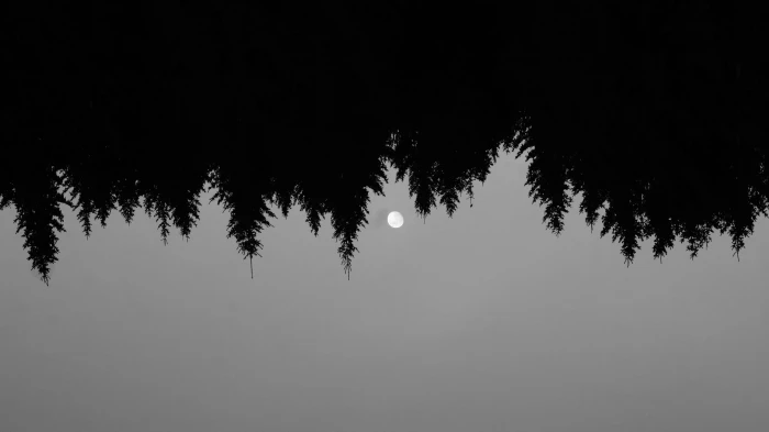 trees nature forest moon bw minimal wallpaper dark abstract 2k