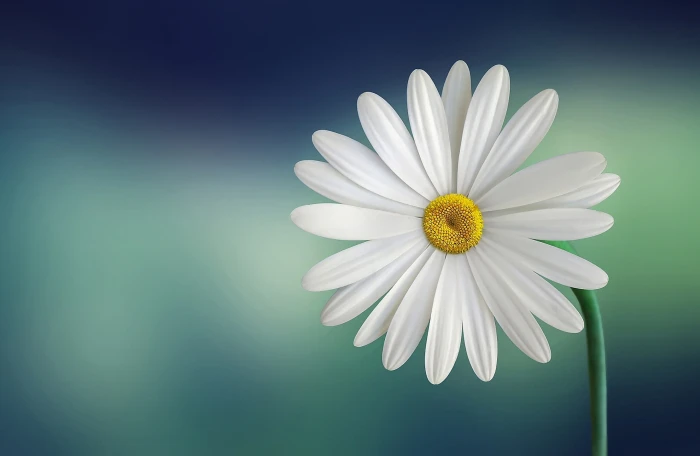 white daisy macro photography marguerite beautiful beauty 2k