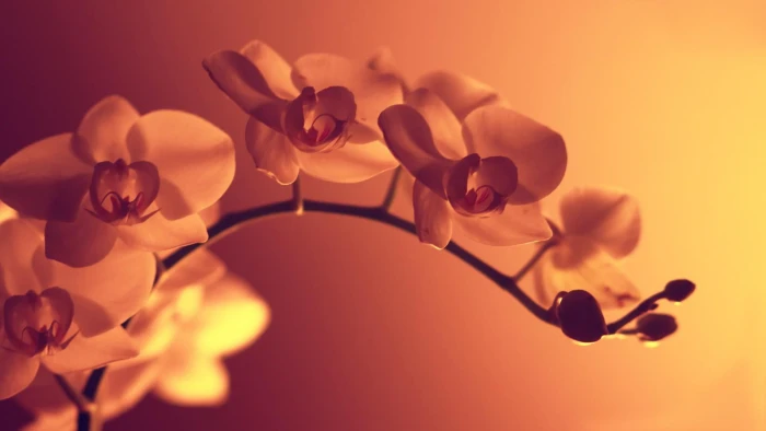 white petaled flower flowers macro nature plants flowering plant 2k